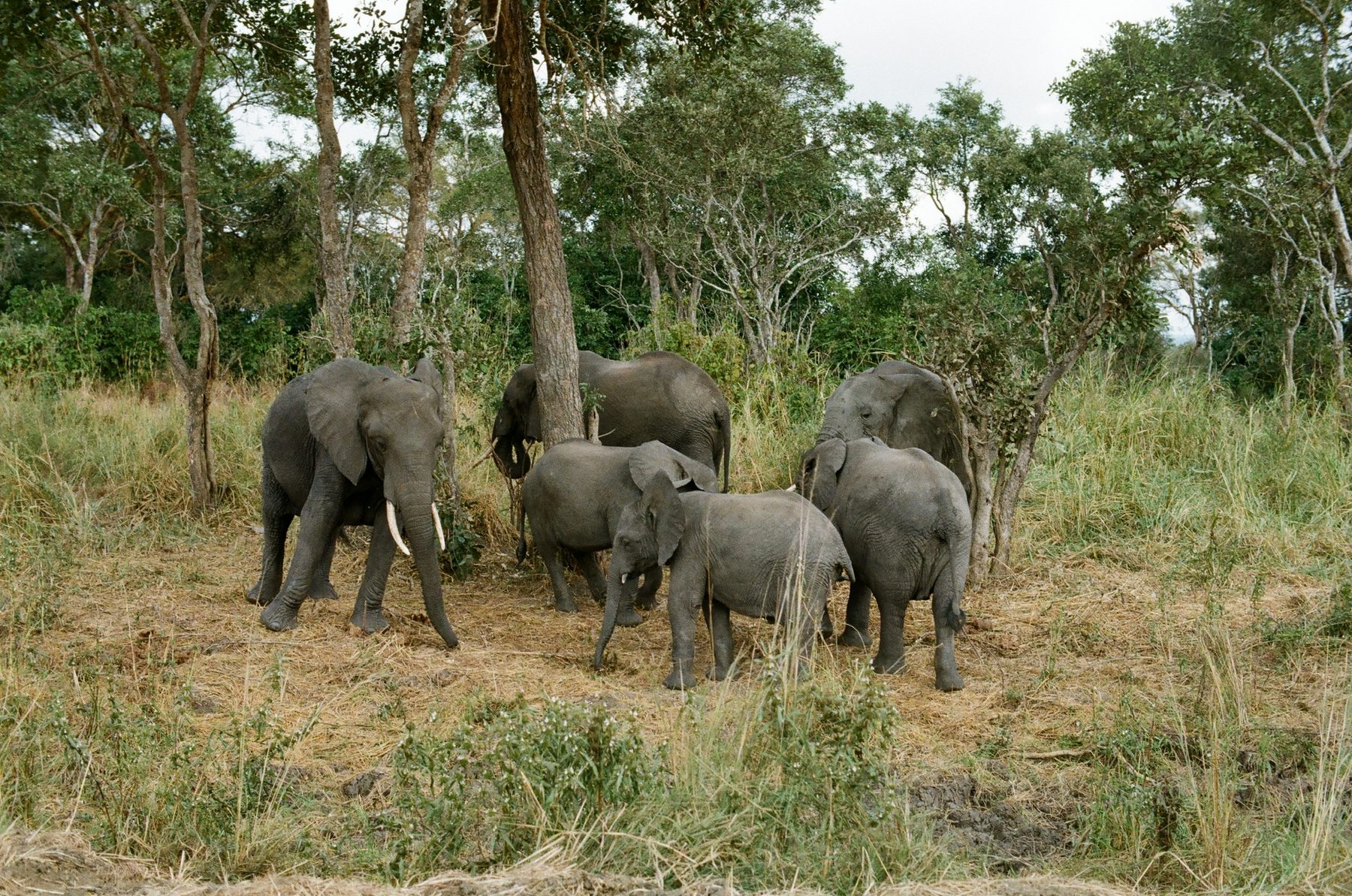 Elephants in the bush