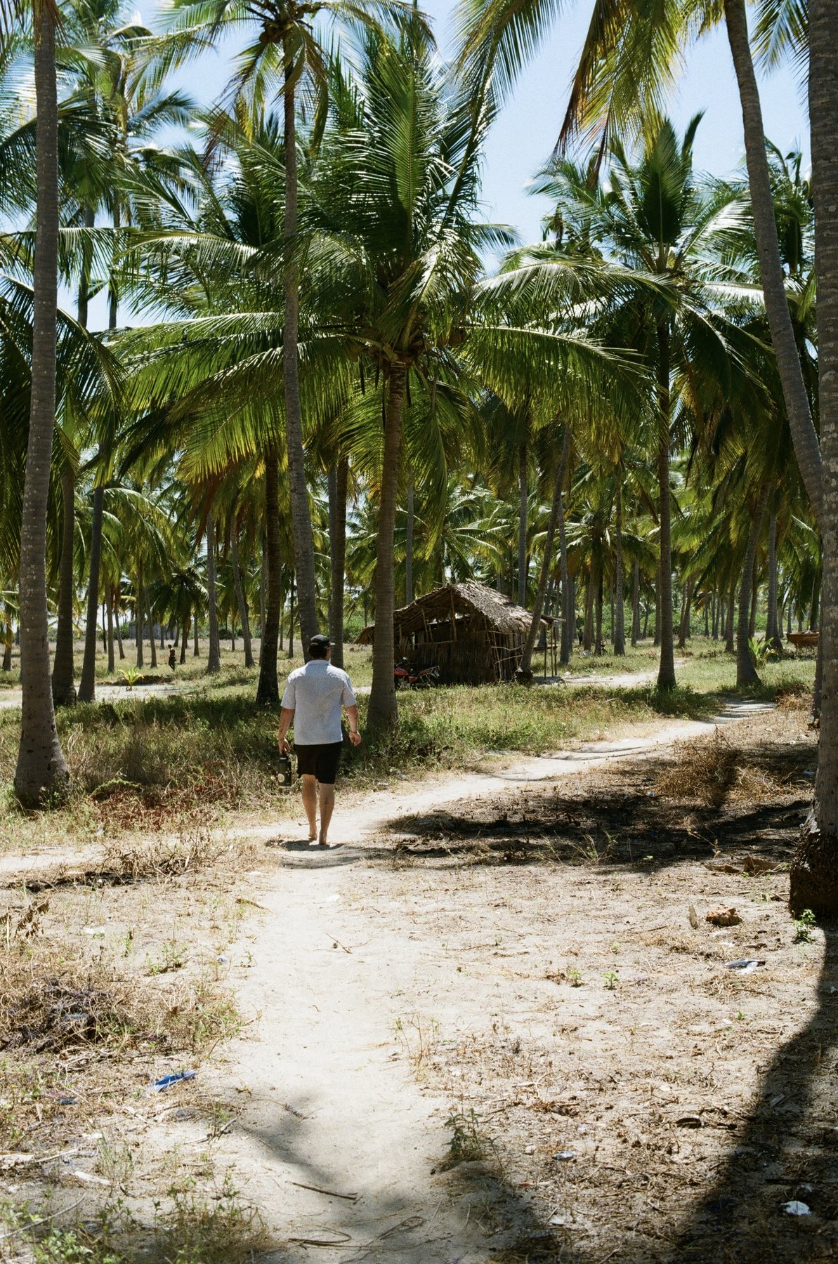 A palm-lined path leading to a tropical shoreline hut in Mozambique