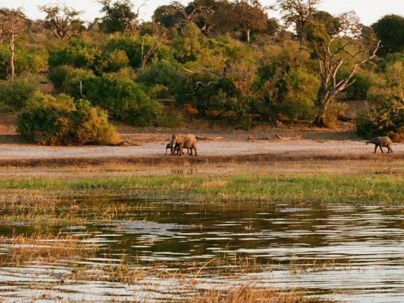 Elephants crossing the floodplain at dusk in the Okavango Delta